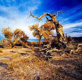 《飞龙武士：完全合集》面向PS4＆XB1＆NS＆PC公布